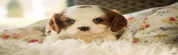 Cavalier King Charles Spaniel dogs for sale: Dandelion - Ad 5