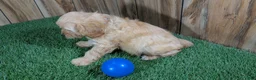 Cavapoo dogs for sale: Kellee Boy 1 - Ad 5