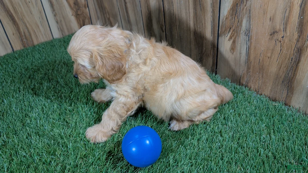 Cavapoo dogs for sale: Kellee Boy 1 - Ad 5