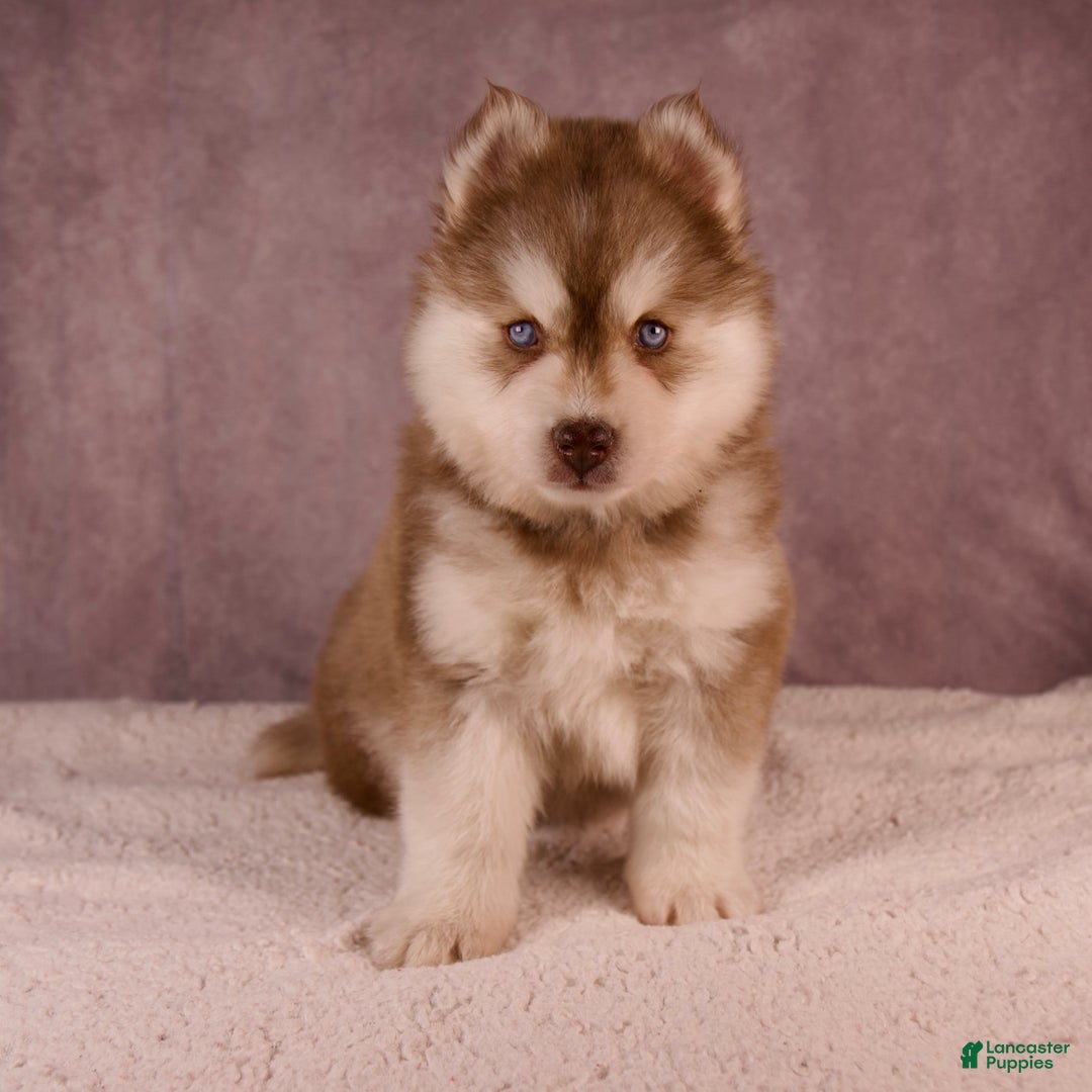 Pomsky dogs for sale: AJay - Ad 28