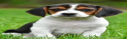 Beagle dogs for sale: Bella - Ad 2