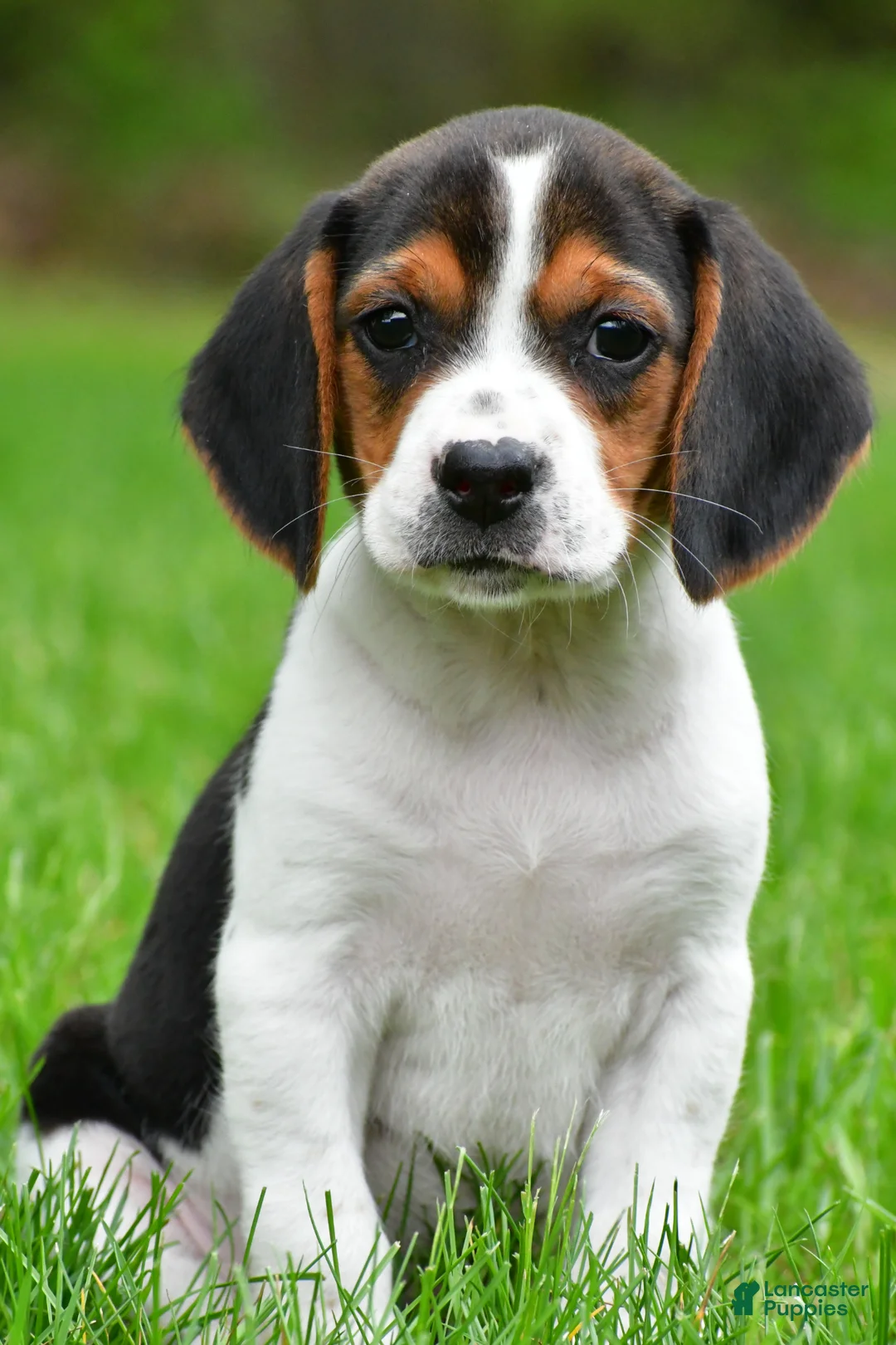 Beagle dogs for sale: Bella - Ad 2