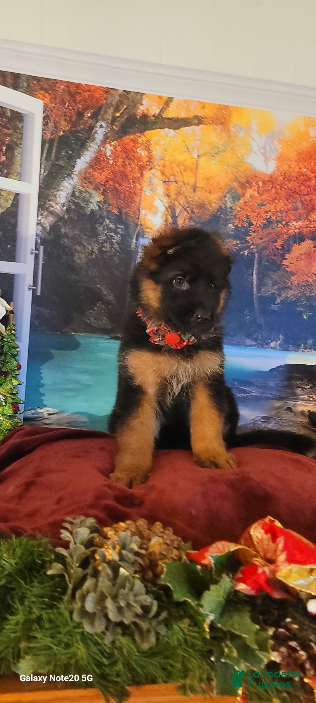 German Shepherd dogs for sale: Holly - Ad 3