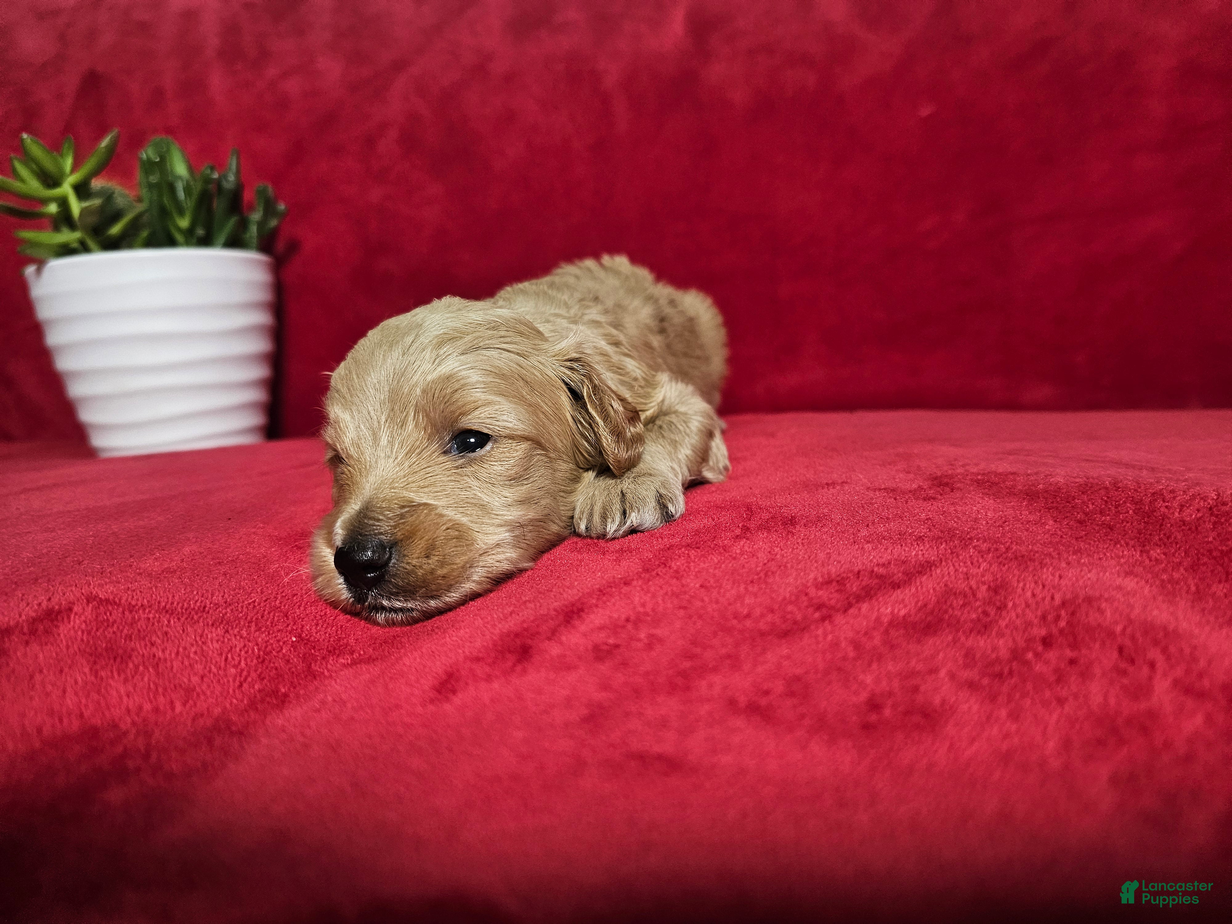 Mini Goldendoodle dogs Chile - Ad 2