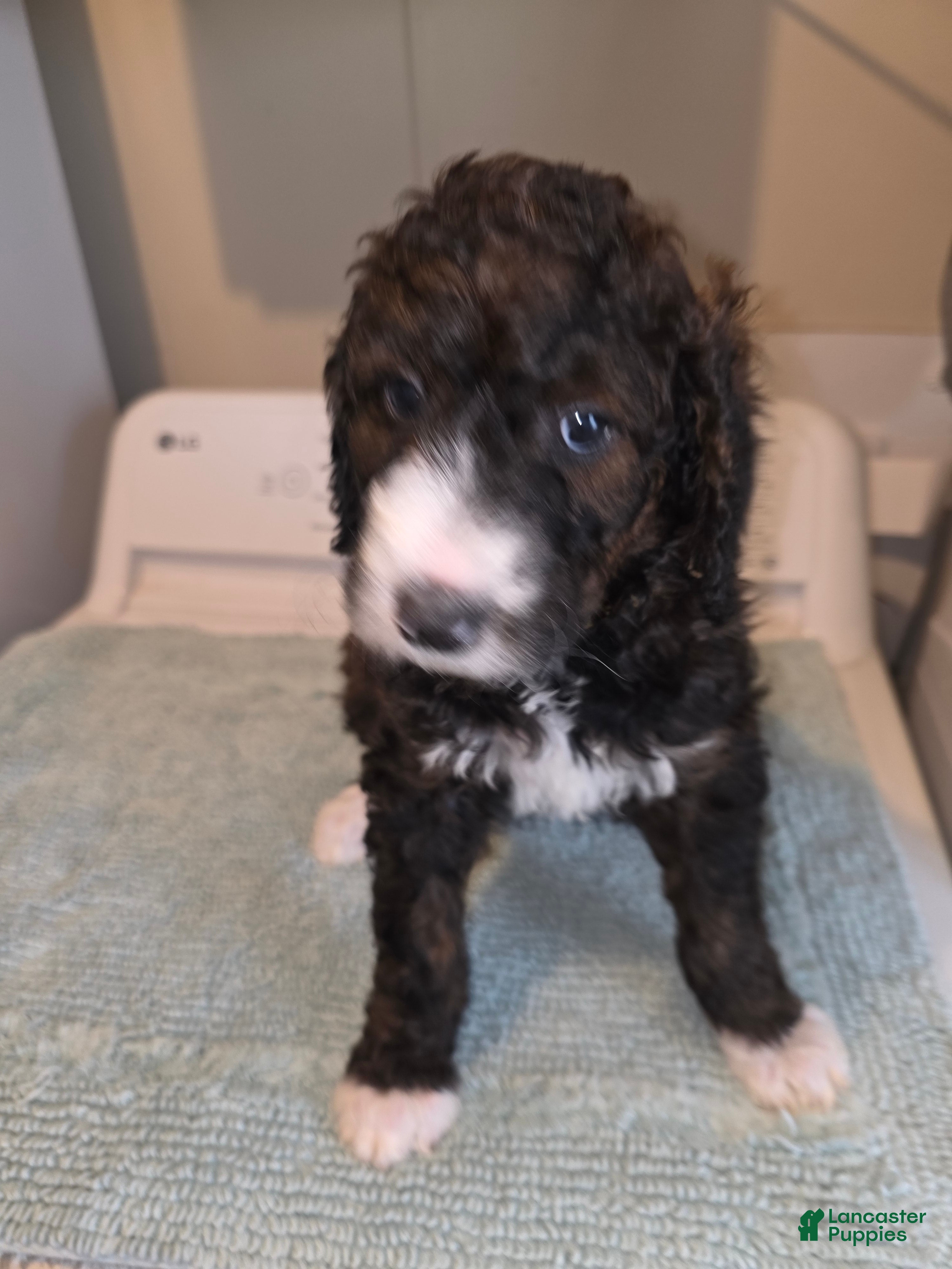 Bernedoodle dogs Sunrise - Ad 6