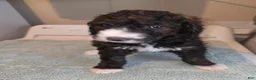 Bernedoodle dogs for sale: Sunrise - Ad 1