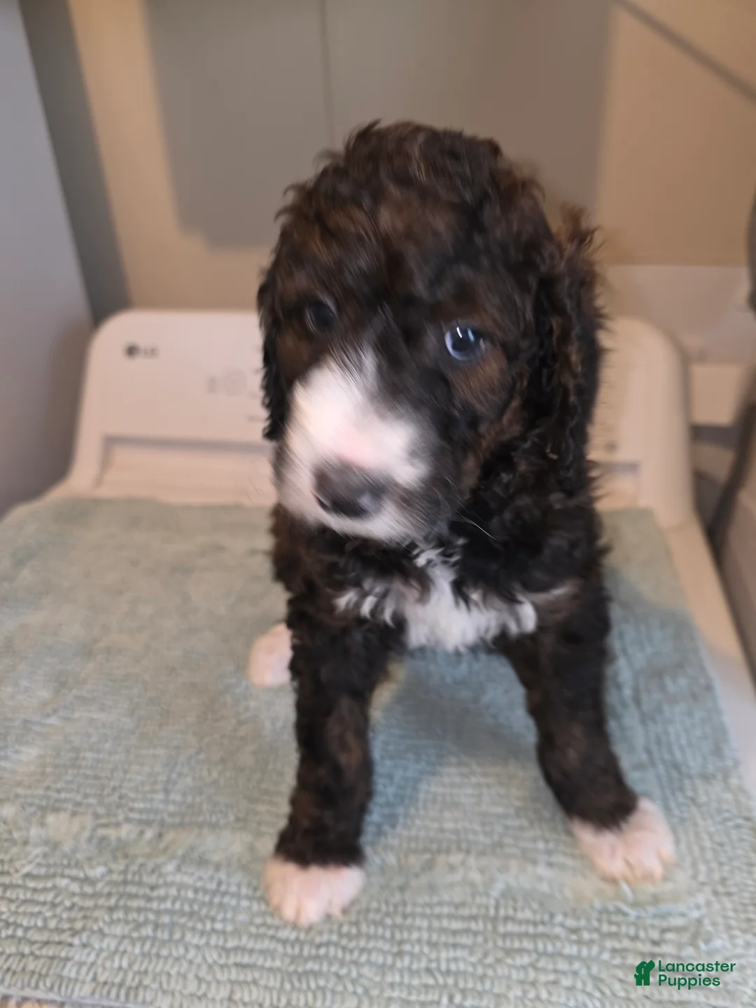 Bernedoodle dogs for sale: Sunrise - Ad 1