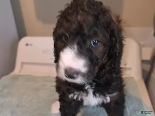 Bernedoodle dogs Sunrise - Ad 21
