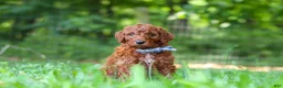 Standard Poodle dogs for sale: Cooper - Ad 5
