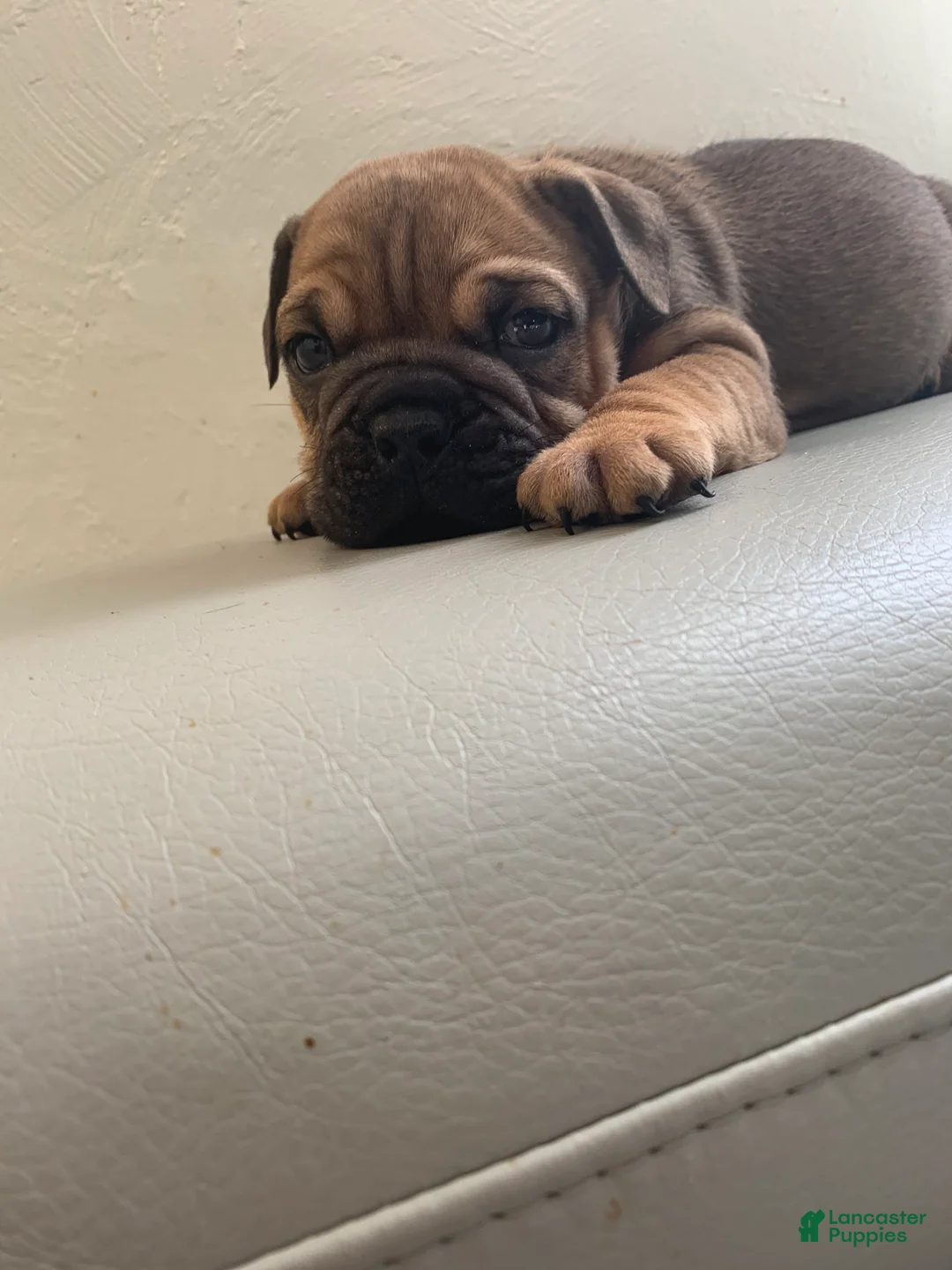 English Bulldog dogs for sale: English Bulldog 3 - Ad 2