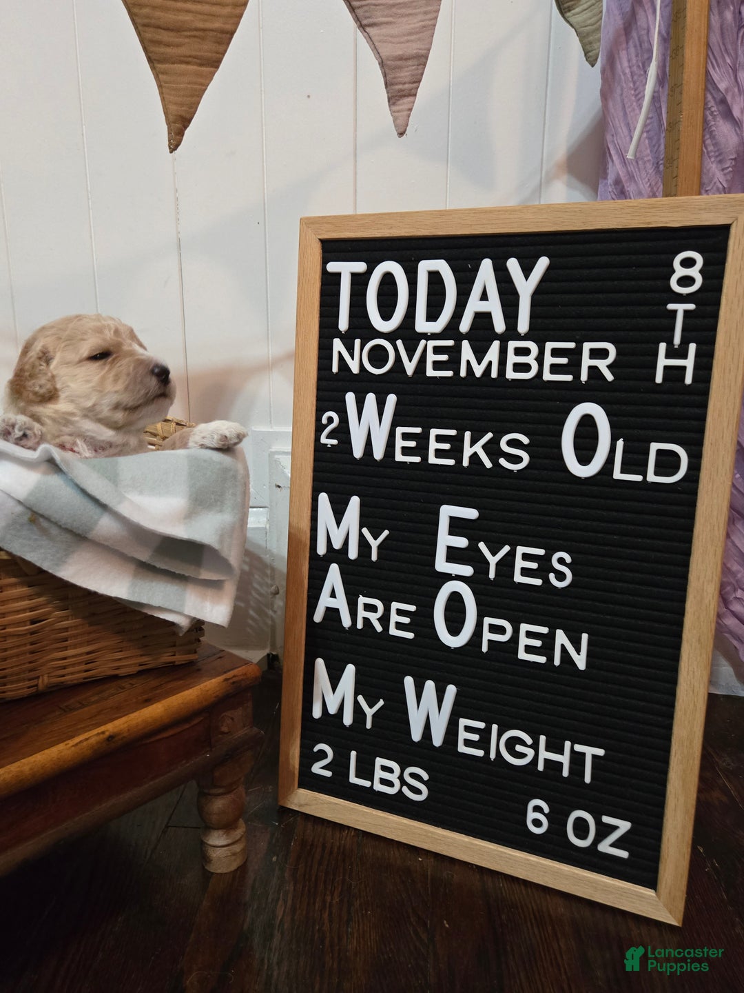 Mixed Breed dogs for sale: Ainsley  - Ad 8