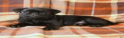 Pug dogs for sale: Bandit - Ad 5