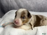 Australian Shepherd Puppy 5