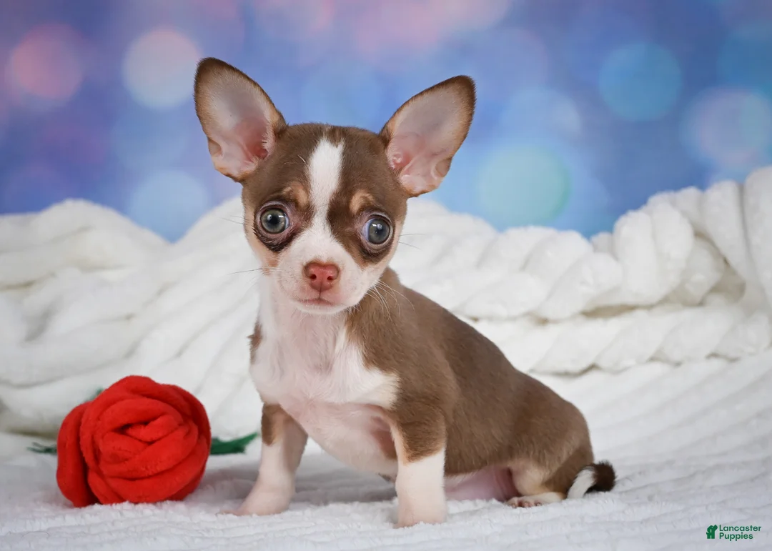 Chihuahua dogs for sale: Betty - Ad 1