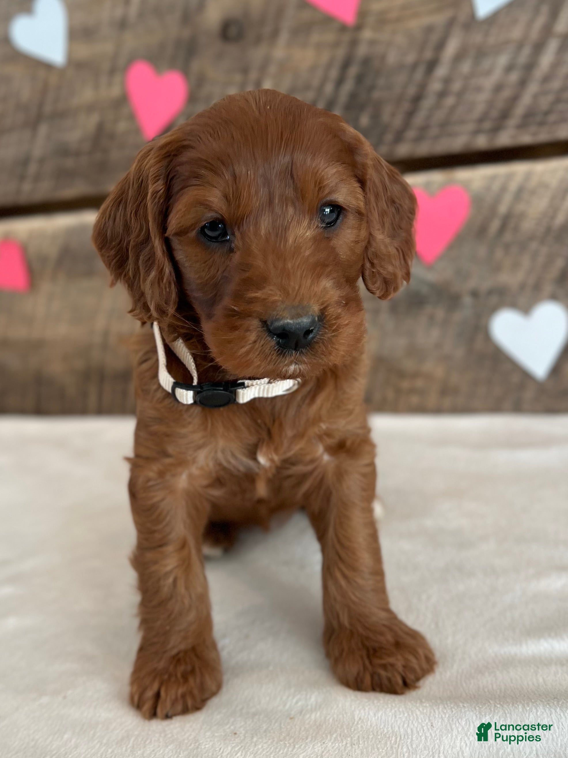 Irish Doodle dogs Sage - Ad 2