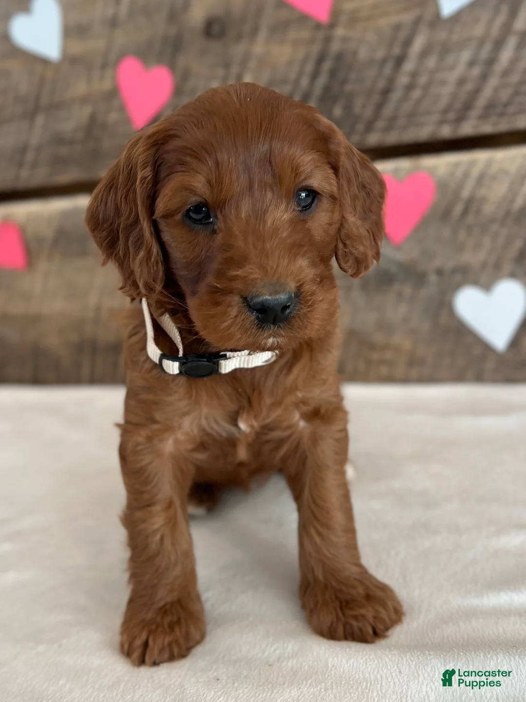 Irish Doodle dogs for sale: Sage - Ad 2