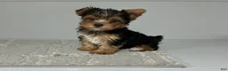 Yorkshire Terrier dogs for sale: Ruger - Ad 5