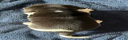 Beagle dogs for sale: Beagle 4 - Ad 6