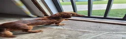 Miniature Dachshund dogs for sale: Max - Ad 4