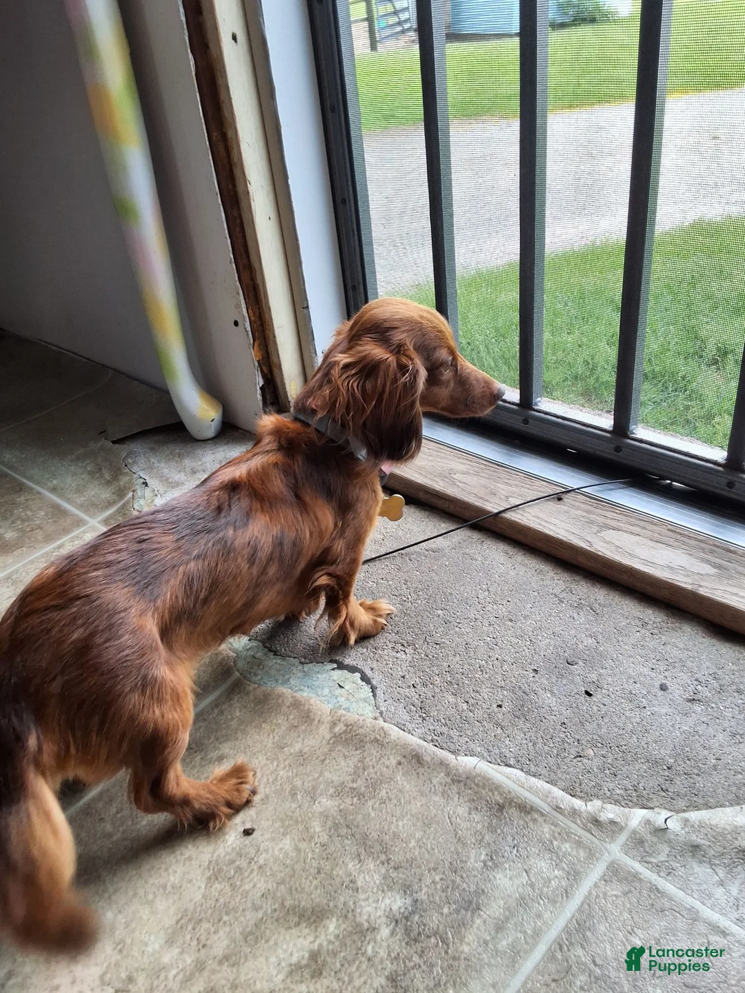 Miniature Dachshund dogs for sale: Max - Ad 4