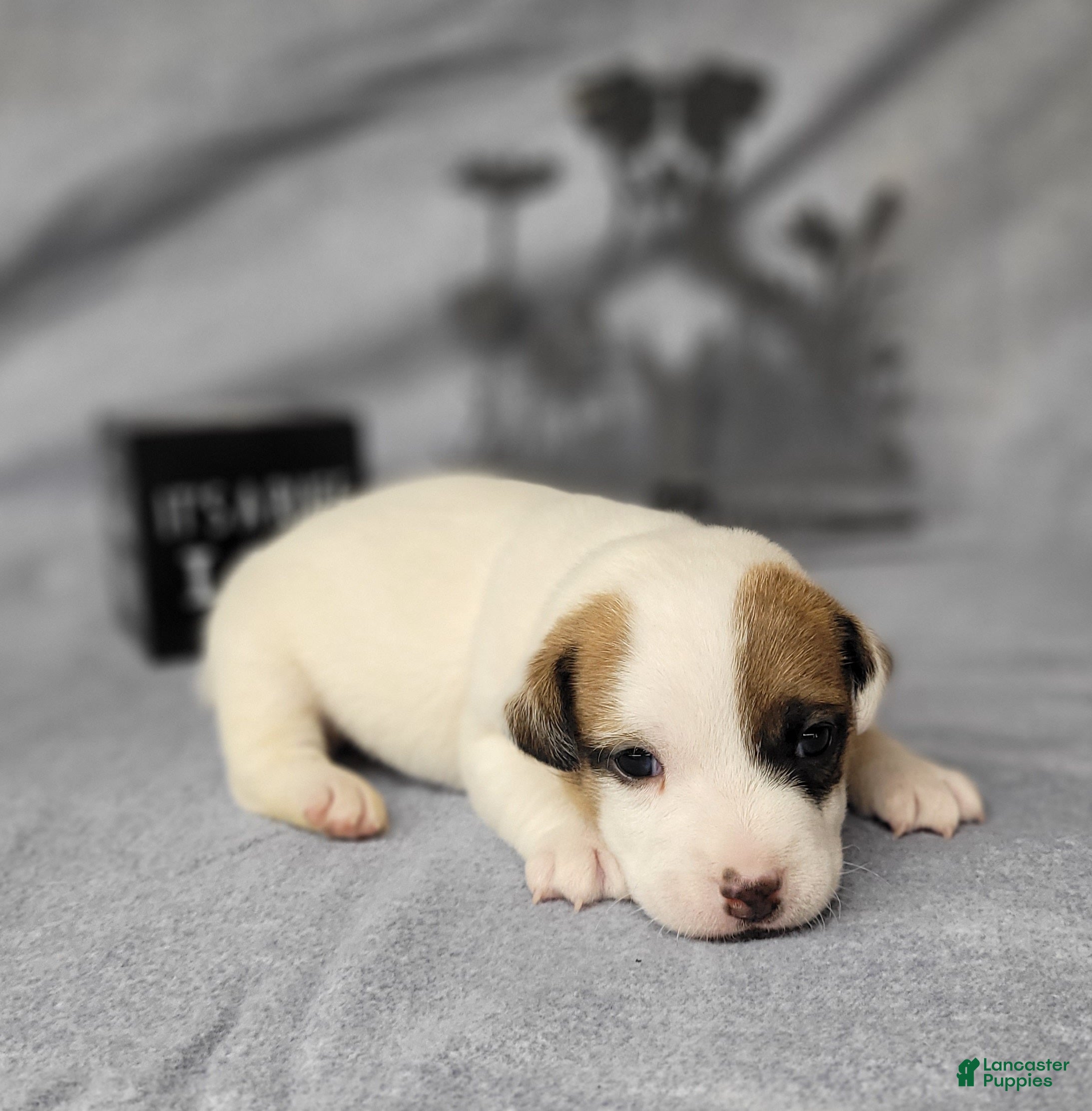 Jack Russell Terrier dogs NEAL purebred CKC Registered  - Ad 21