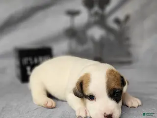 Jack Russell Terrier dogs NEAL purebred CKC Registered - Ad 21