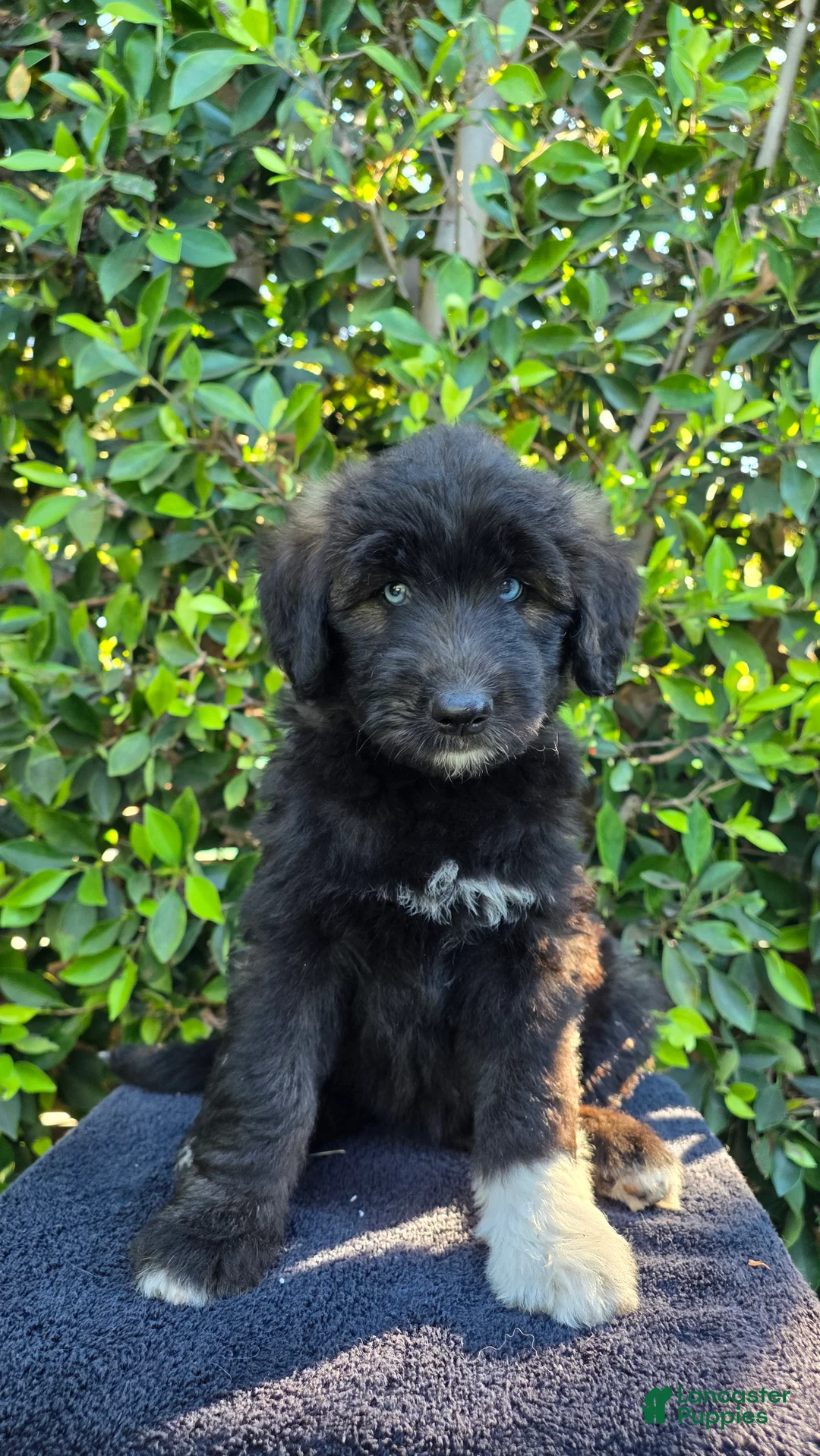 Mixed Breed dogs for sale: Pink - Ad 1