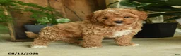 Cavapoo dogs for sale: Jasper - Ad 3