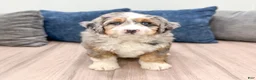 Mini Bernedoodle dogs for sale: Max - Blue Eyes - Ad 1