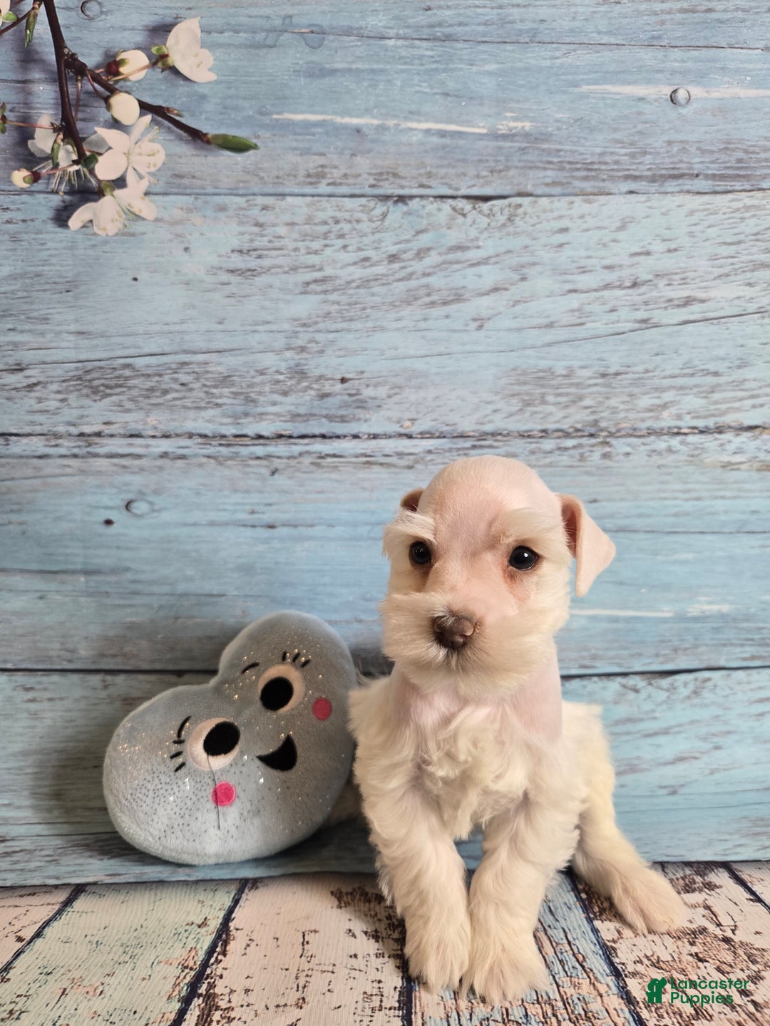 Miniature Schnauzer dogs for sale: OLAF, Miniature Schnauzer Puppy  - Ad 5