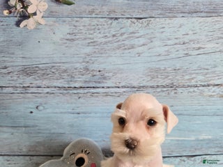 Miniature Schnauzer dogs OLAF, Miniature Schnauzer Puppy - Ad 32