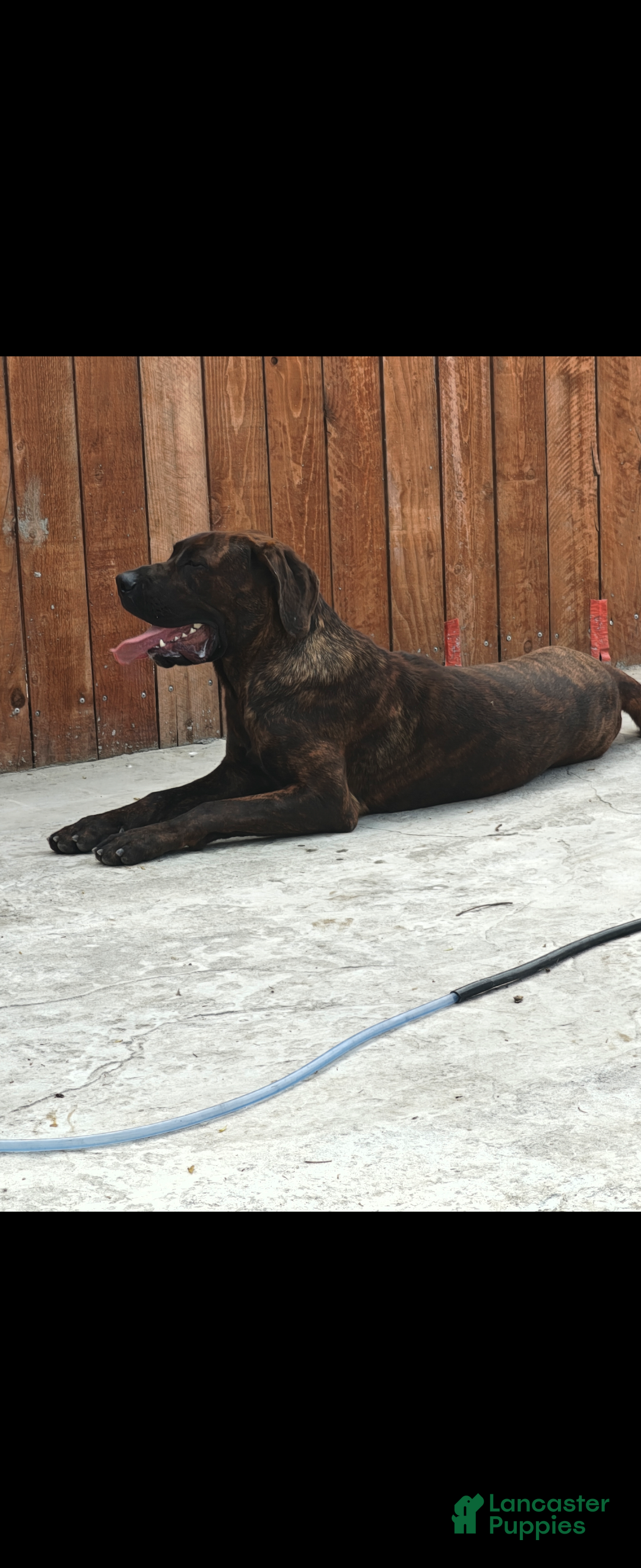 Mixed Breed dogs Mixed Breed 1 - Ad 36