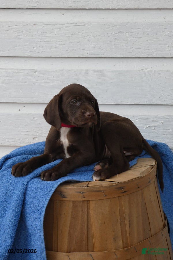 Mixed Breed dogs Caramel - Ad 12