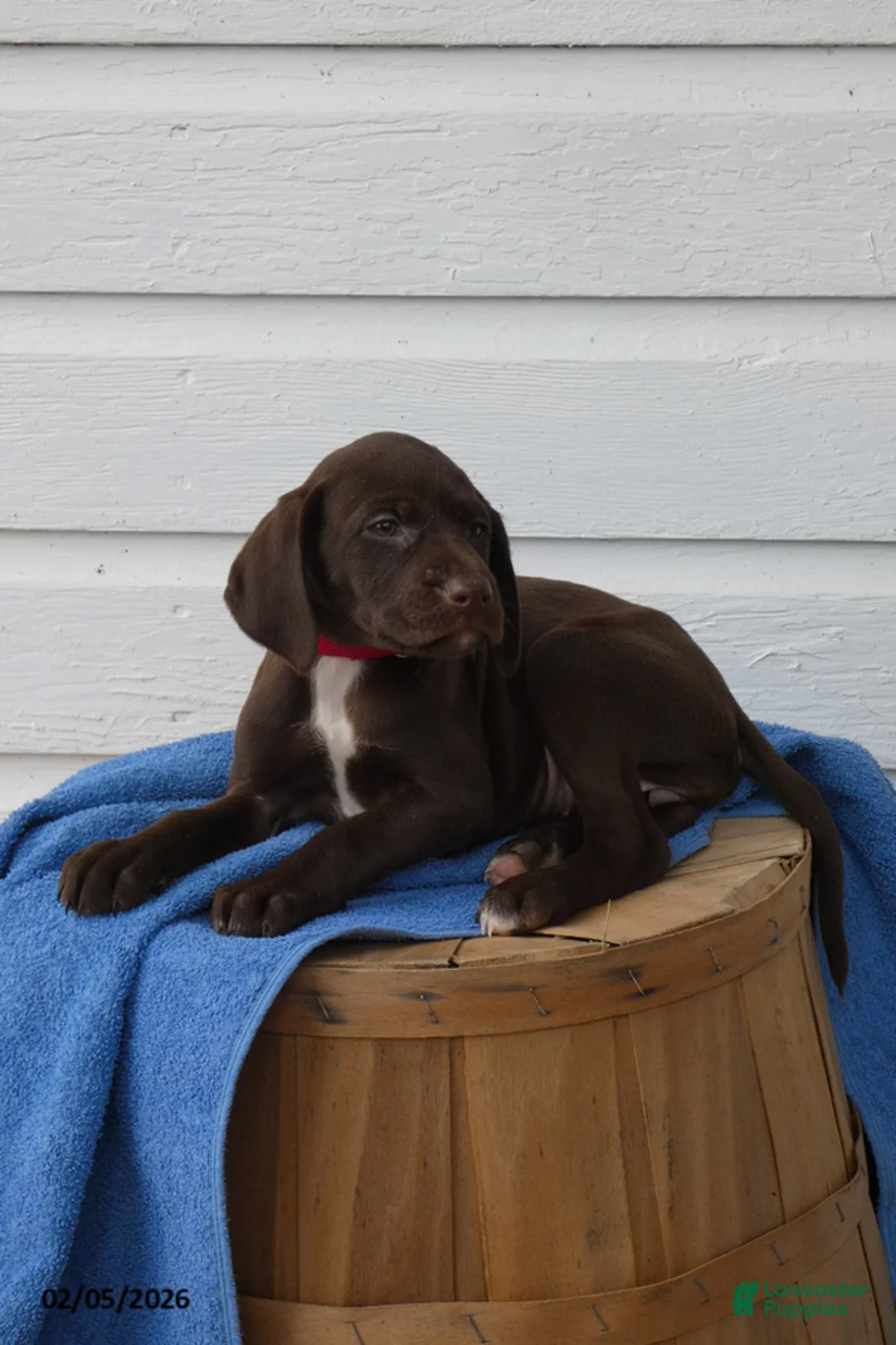 Mixed Breed dogs for sale: Caramel - Ad 1