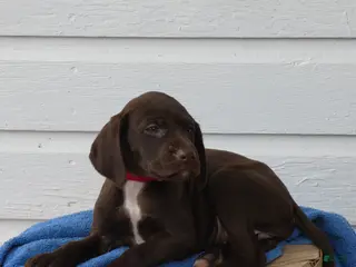 Mixed Breed dogs Caramel - Ad 39