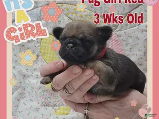 Pug dogs Pug Puppy Girl Red - Ad 24