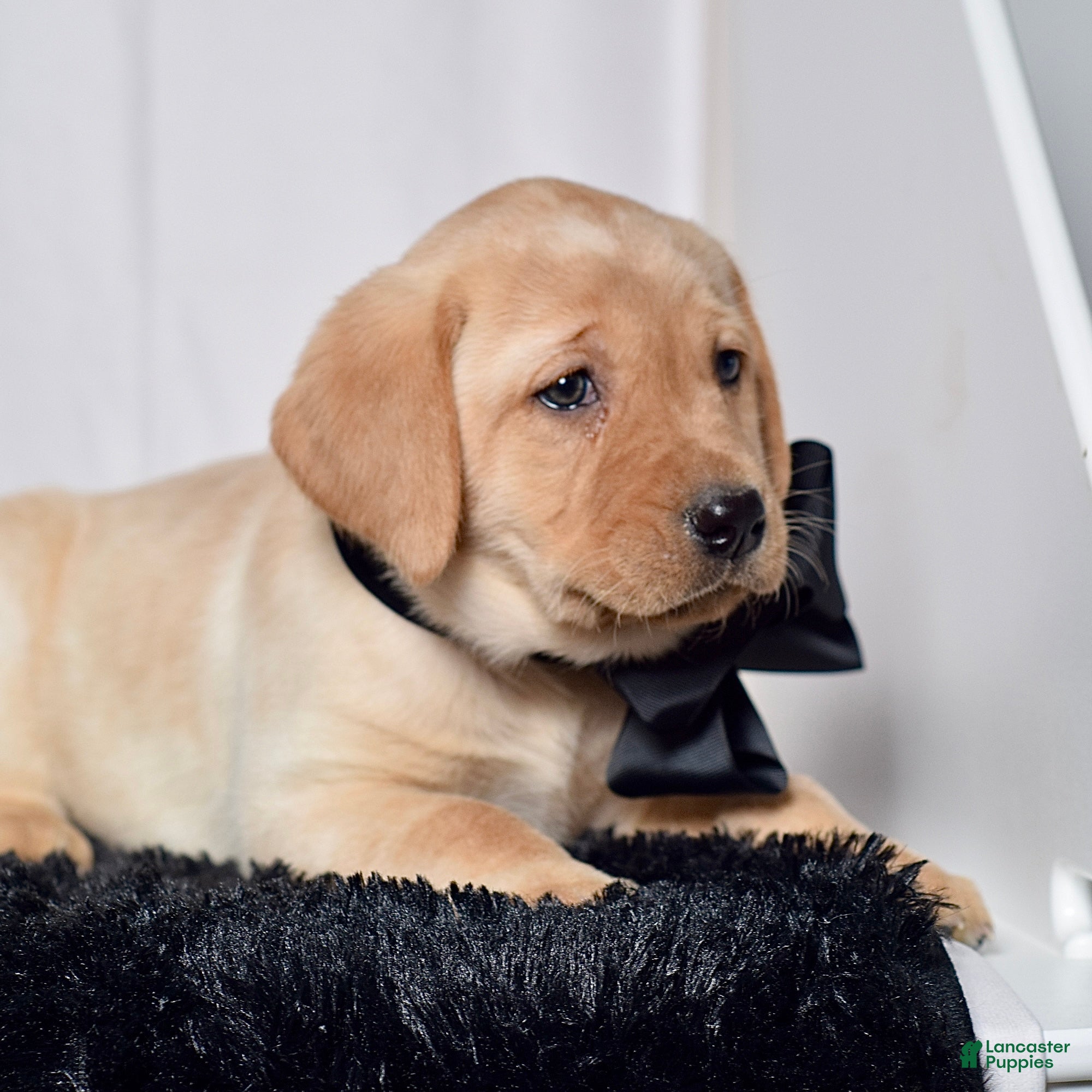 Labrador Retriever dogs Franky - Ad 2