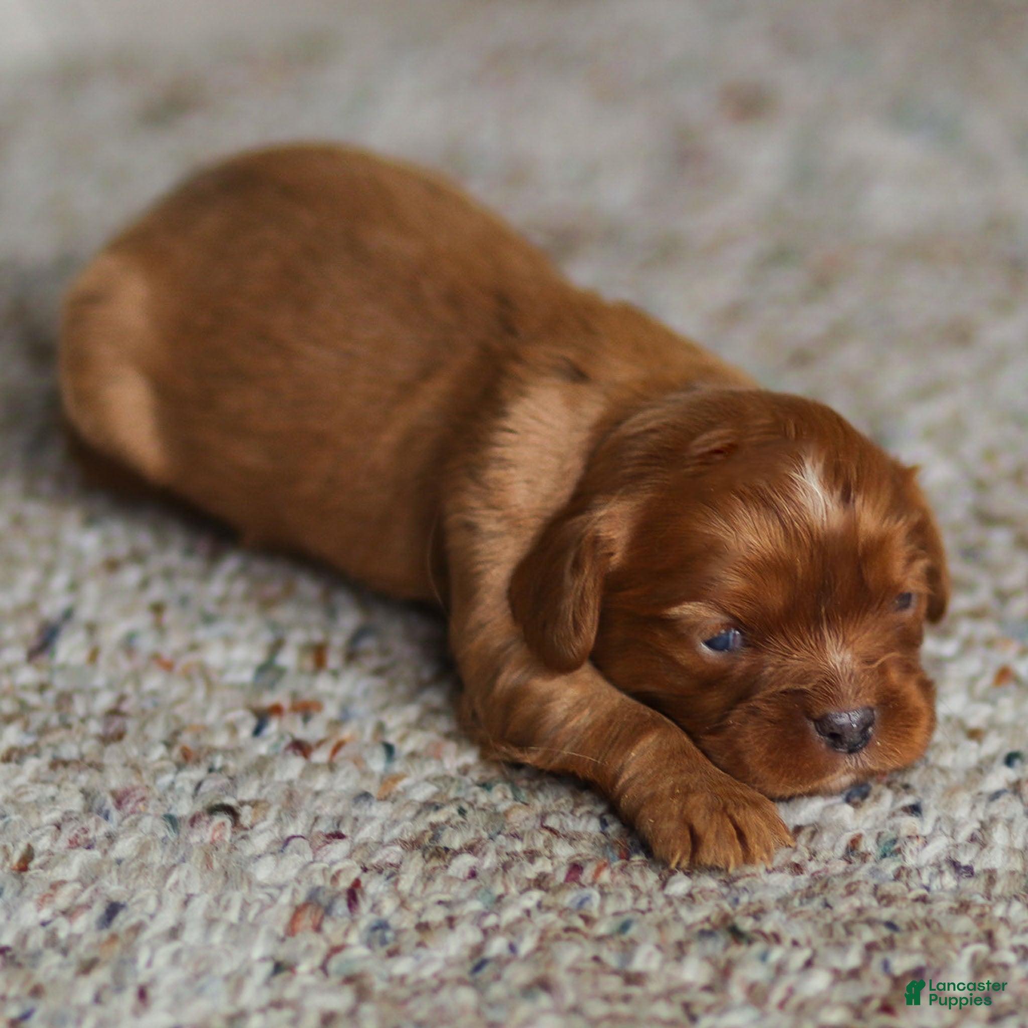 Cavalier King Charles Spaniel dogs Twlight Cavalier King Charles Spaniel Puppy  - Ad 2