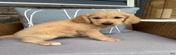 Goldendoodle dogs for sale: Pearl  - Ad 3