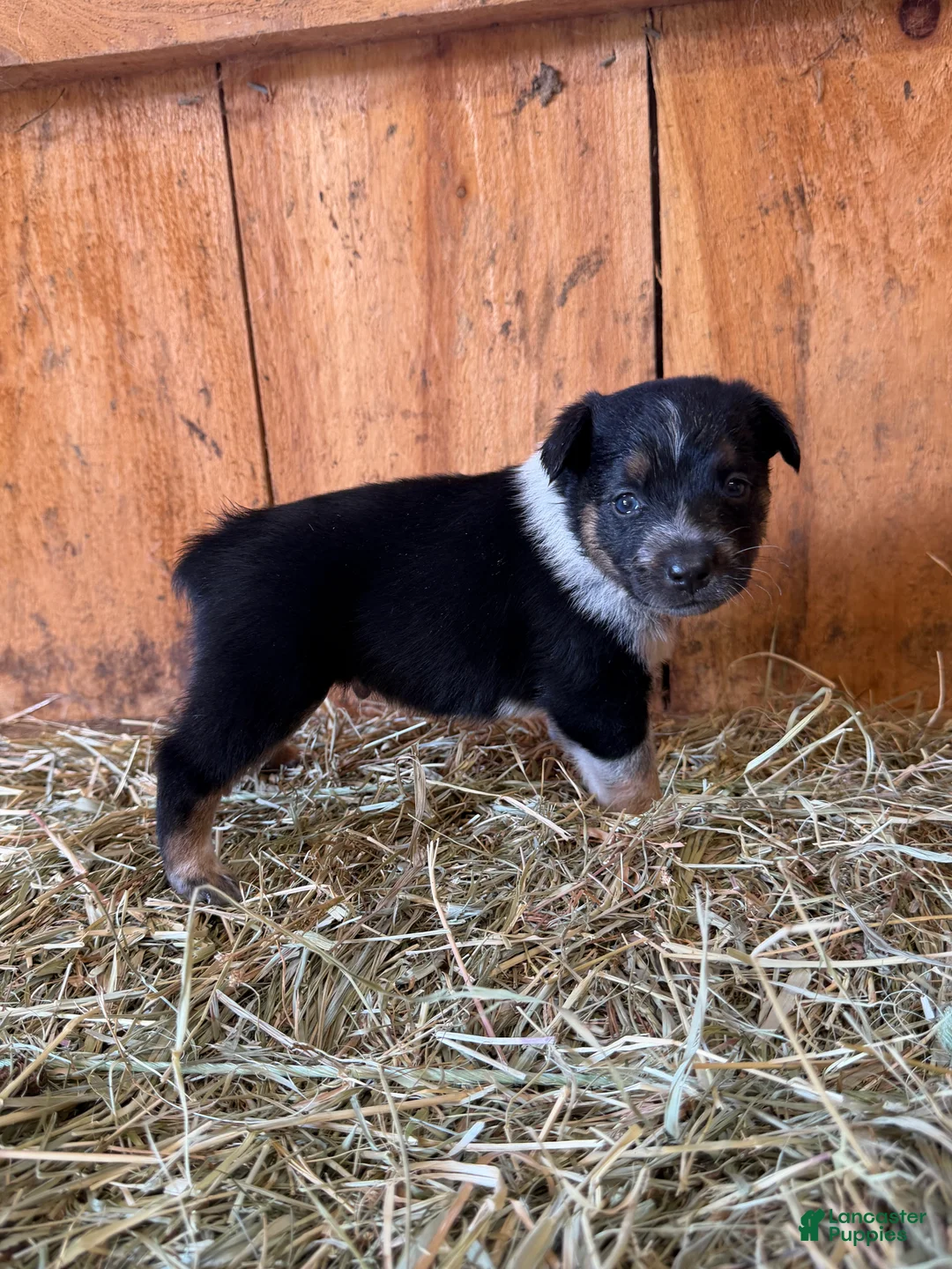Mixed Breed dogs for sale: Jack - Ad 2