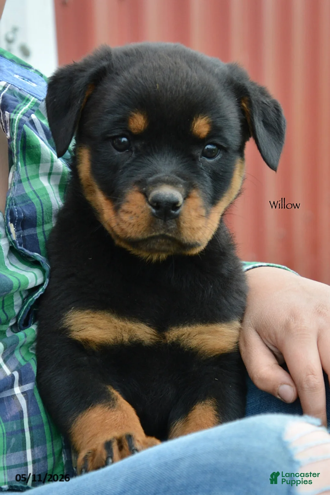Rottweiler dogs for sale: Willow - Ad 1