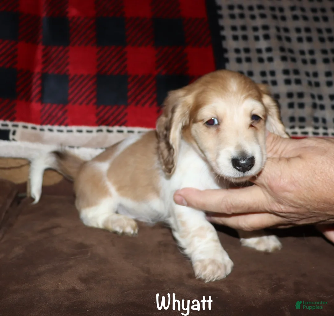 Miniature Dachshund dogs for sale: Whyatt - Ad 2
