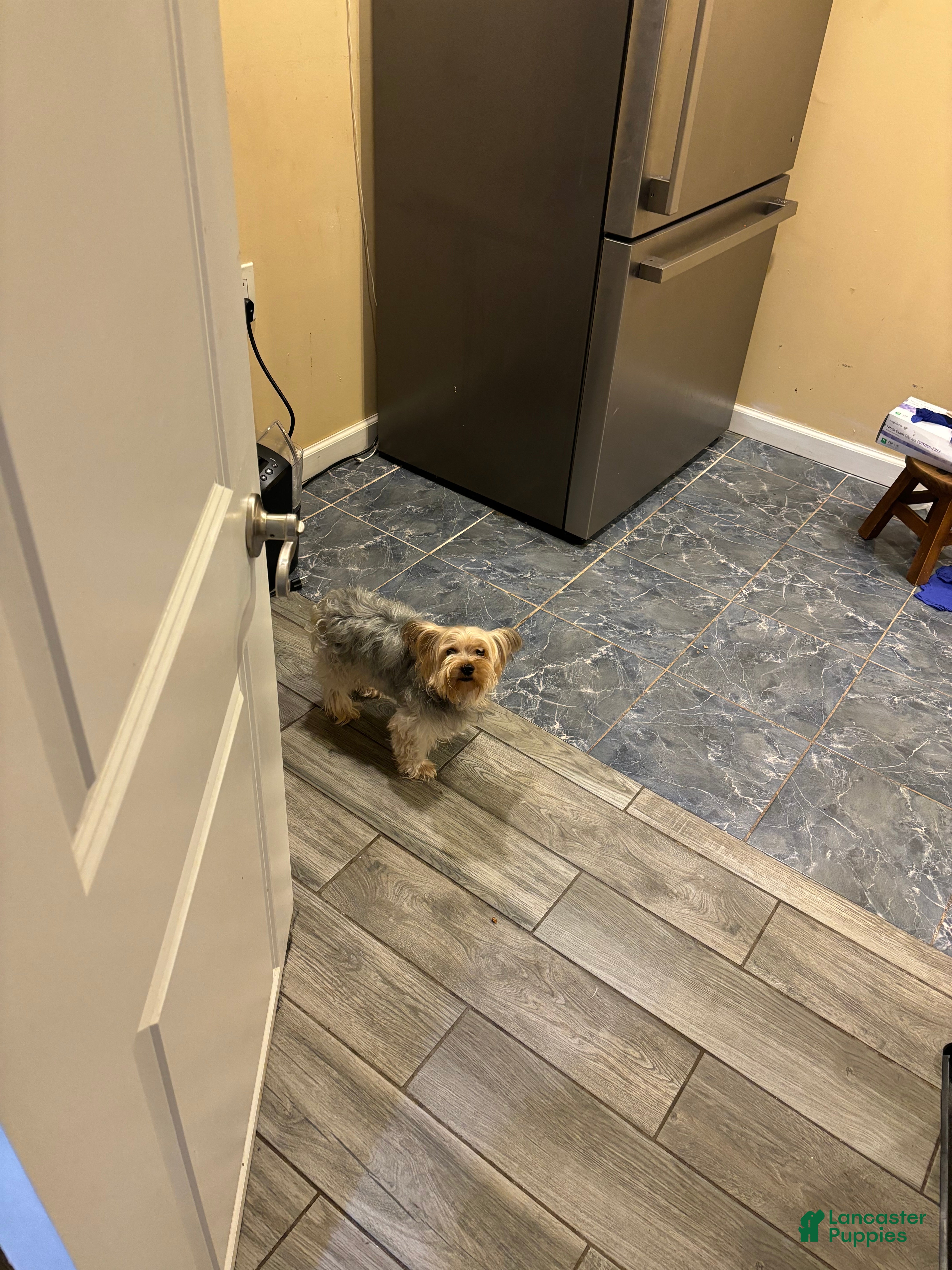 Yorkshire Terrier dogs for sale: Yorkshire Terrier 1 - Ad 31