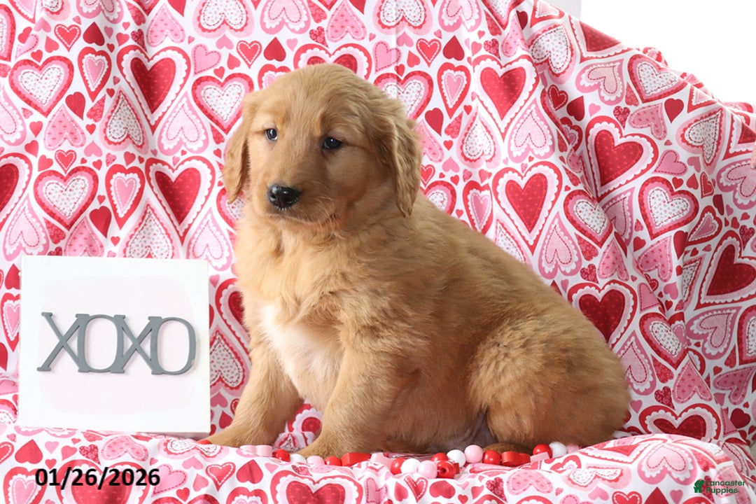 Golden Retriever dogs for sale: Rusty - Ad 2