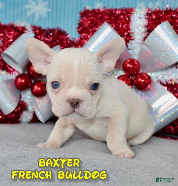 French Bulldog dogs Baxter - Ad 25