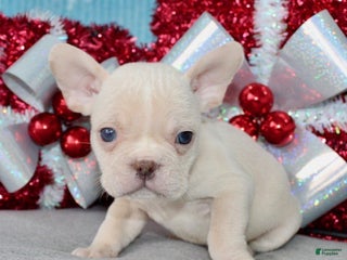 French Bulldog dogs Baxter - Ad 20