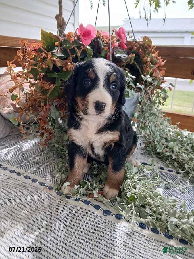 Bernese Mountain Dog dogs Allie - Ad 2