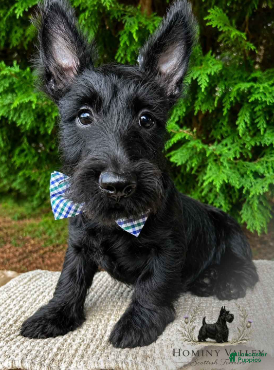 Scottish Terrier dogs for sale: Lochlan - Ad 4