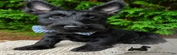 Scottish Terrier dogs for sale: Lochlan - Ad 1