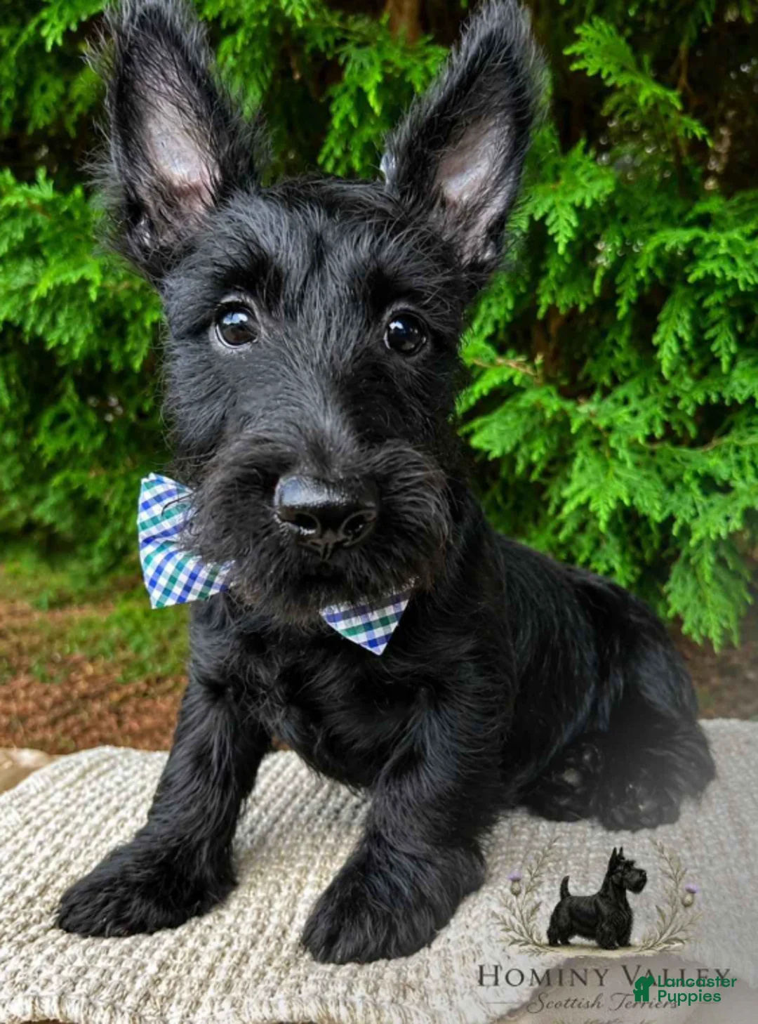 Scottish Terrier dogs for sale: Lochlan - Ad 1